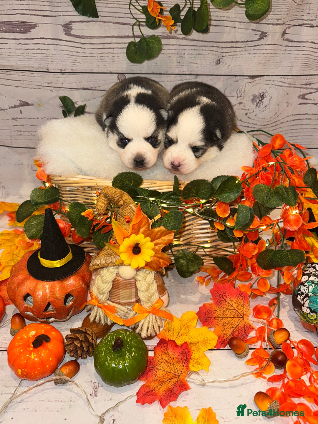 Pomsky dogs for sale: Lilac sired F2 masked Pomsky blue eyes  - Image 2