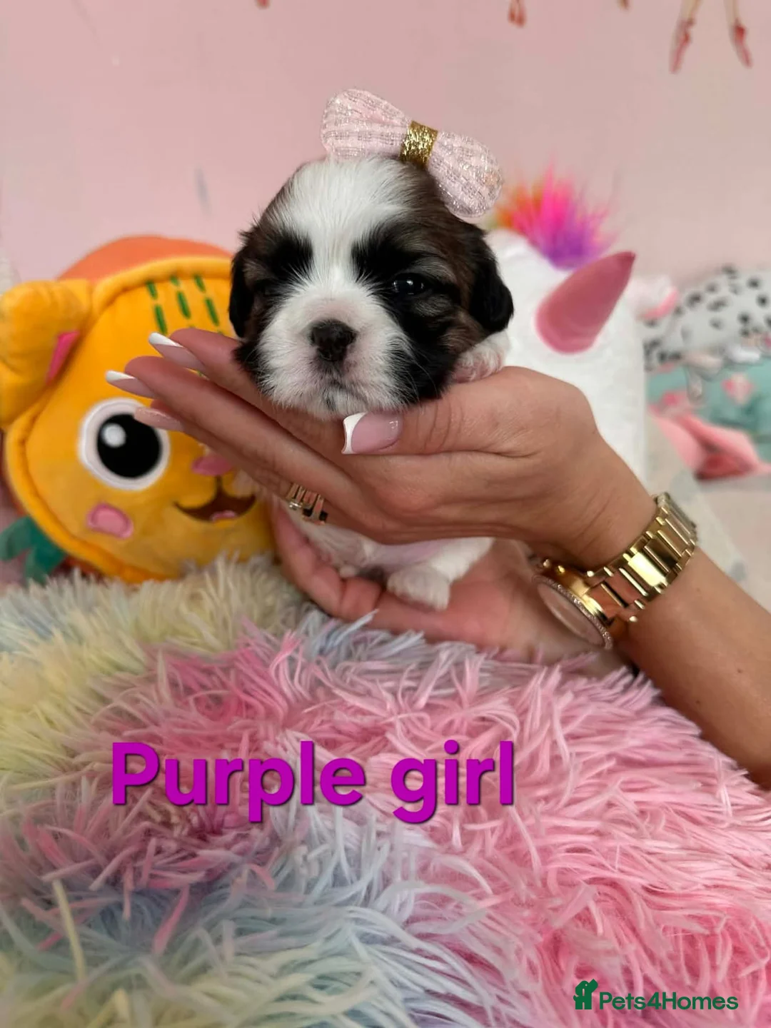 Shih Tzu dogs for sale: 🥰🐾 Adorable Shih Tzu Puppies 🐾🥰 - Advert 11