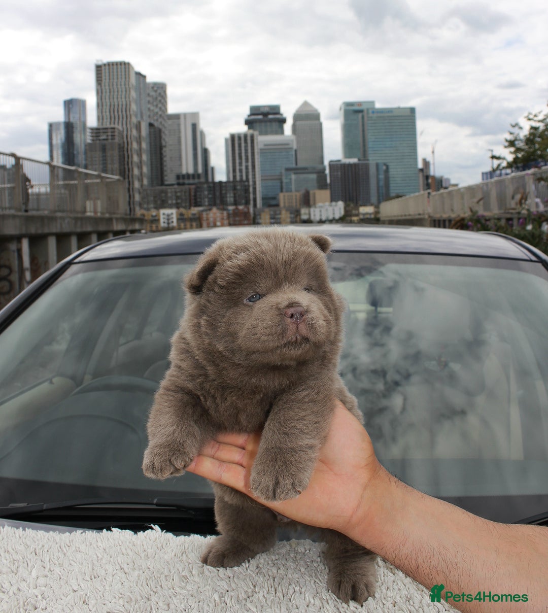 Chow Chow dogs for sale: CHOC🍫LILAC🌪️Champion KC reg🏆 pedigree chow chow - Image 7