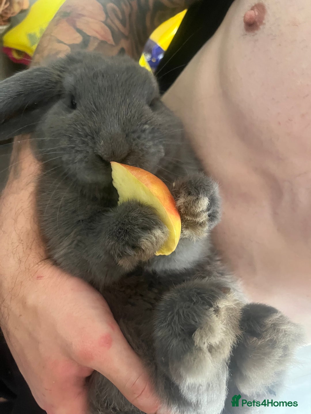 French Lop rabbits for sale: Little bunny’s  - Advert 26