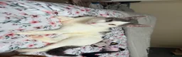 Domestic Shorthair cats for sale: Lucianio  - Advert 3