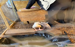 Ducks poultry for sale: 2 Muscovy ducks and 1 Indian runner duck - Advert 12