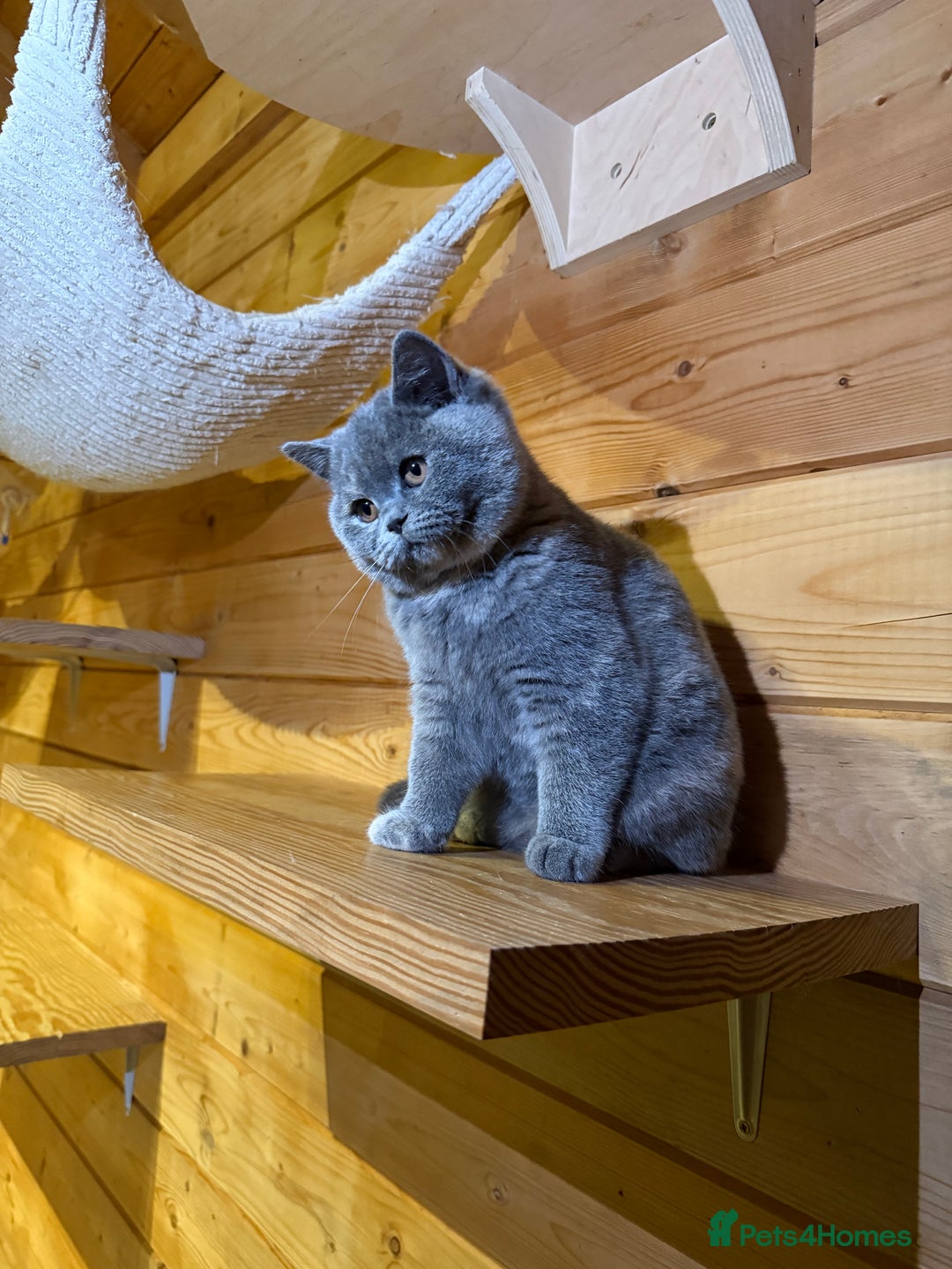 British Shorthair cats for sale: British Shorthair Kittens blue tortie  - Advert 10