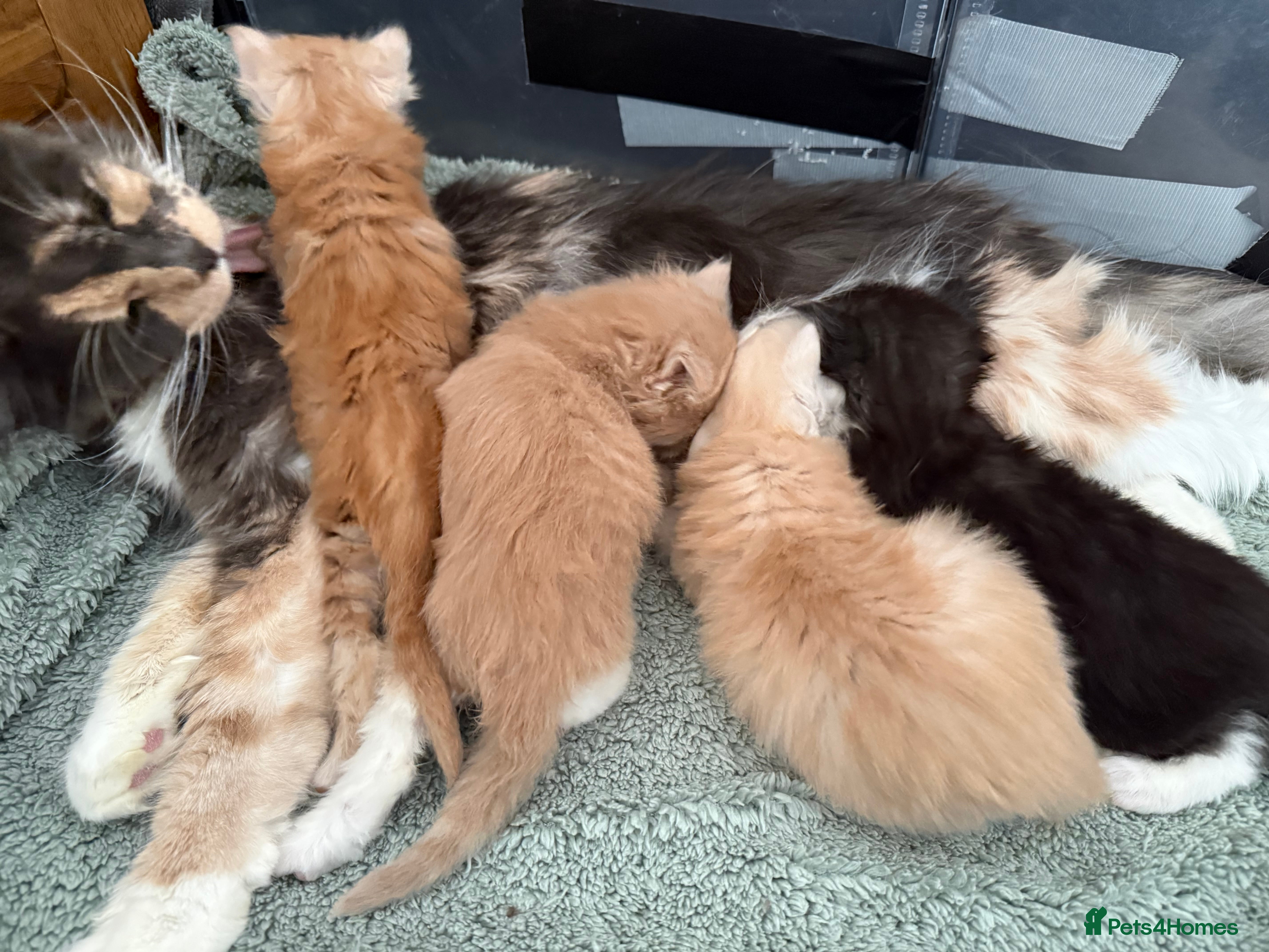 Maine Coon cats 🐾 Maine Coon Kittens TICA Registered 🐾 - Advert 2