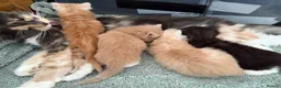 Maine Coon cats for sale: 🐾 Maine Coon Kittens TICA Registered 🐾 - Advert 2