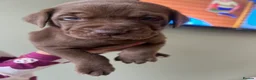 Mixed Breed dogs for sale: Bulldog Labrador mix puppies  - Advert 20