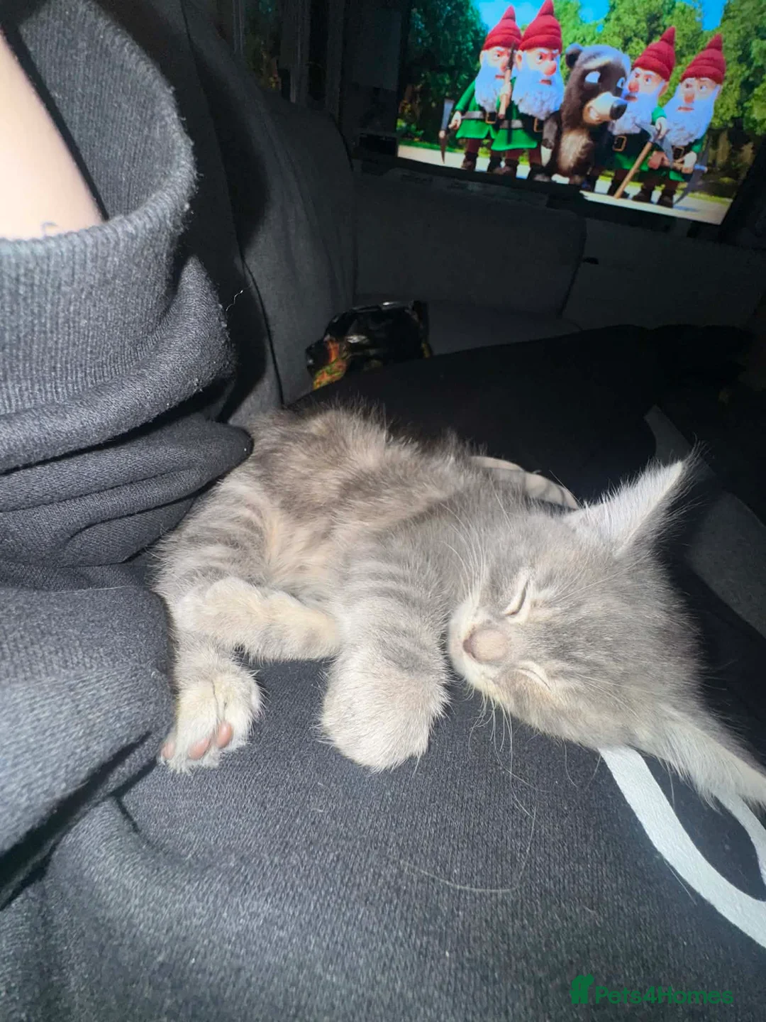 British Longhair cats for sale: Female domestic shorthair cross - Advert 3