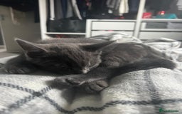 Russian Blue cats for sale: Russian blue boy cross bengal grey - Image 5