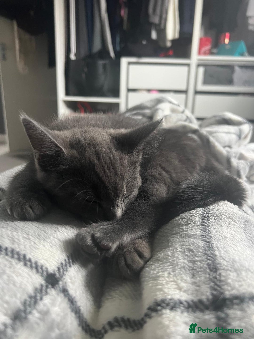 Russian Blue cats for sale: Russian blue boy cross bengal grey - Image 5