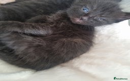 Mixed Breed cats for sale: Mixed tortoiseshell/British short-hair  - Image 10