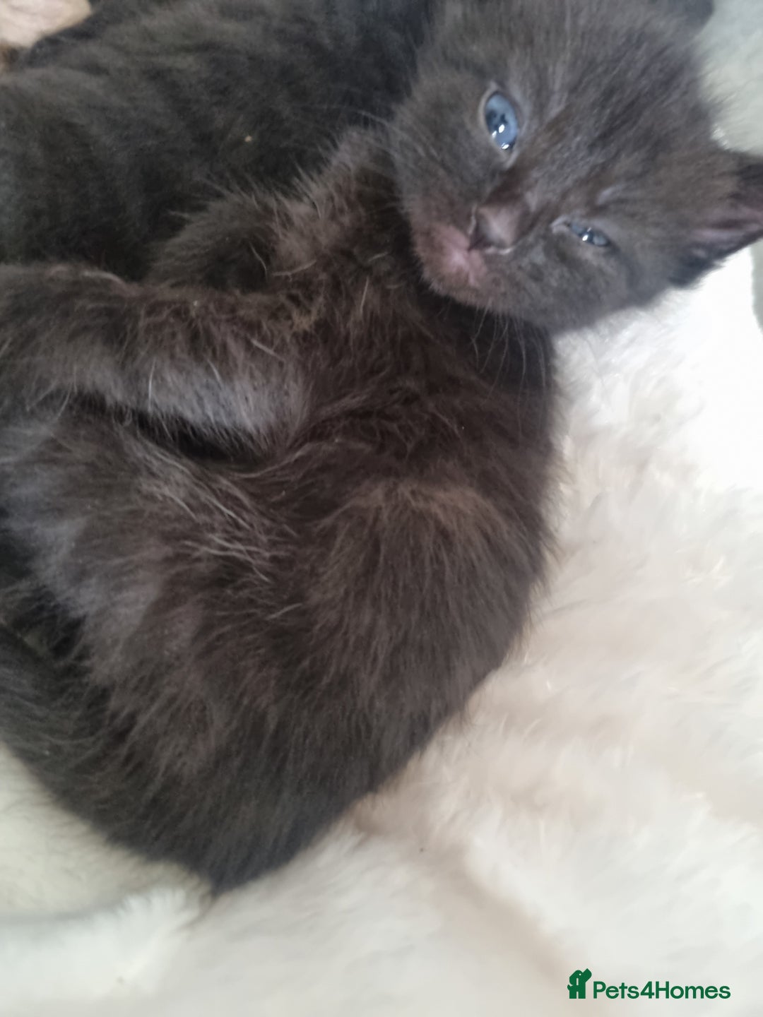 Mixed Breed cats for sale: Mixed tortoiseshell/British short-hair  - Image 10