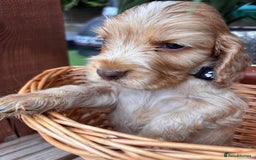 Cocker Spaniel dogs for sale: Beautiful Show Type KC registered Cocker Spaniels  - Image 4