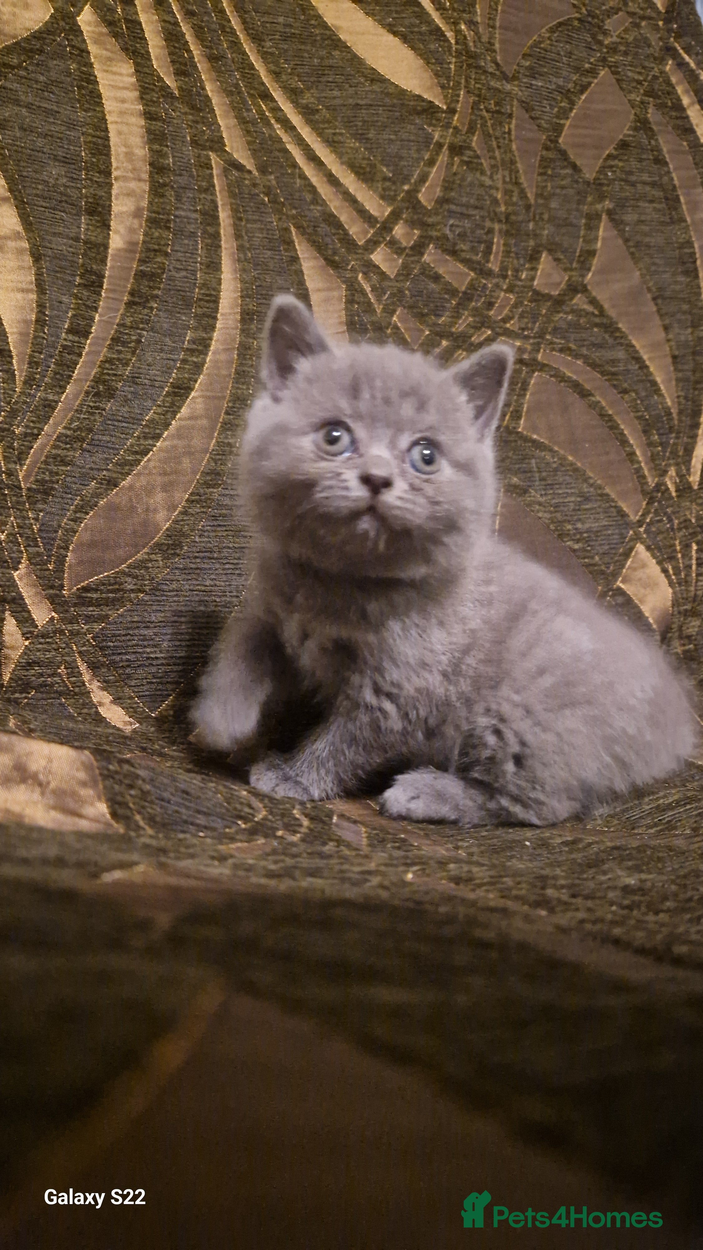 British Shorthair cats for sale: 5 gorgeous British shorthair kittens  - Advert 2