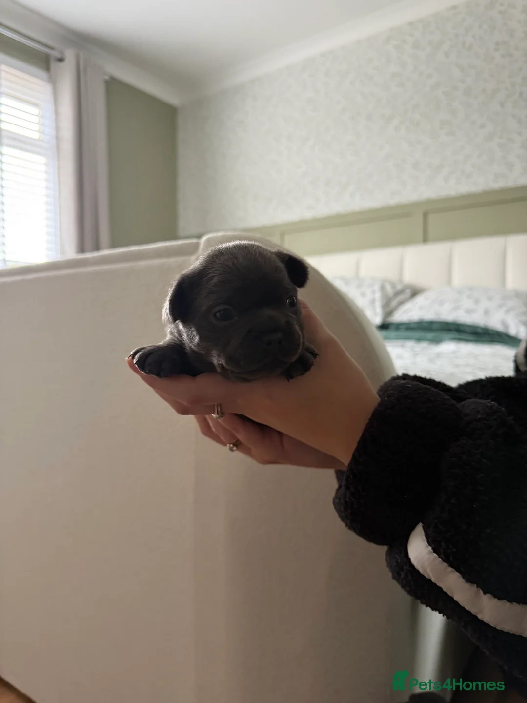 French Bulldog dogs for sale: French bulldog puppies for sale to good homes - Advert 4