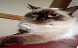 Ragdoll cats for sale: Ragdoll kittens - loving, playful, dog confident - Image 15