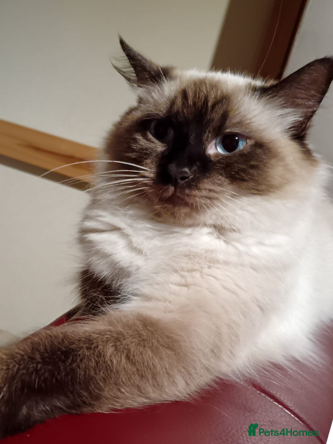 Ragdoll cats for sale: Ragdoll kittens - loving, playful, dog confident - Image 15