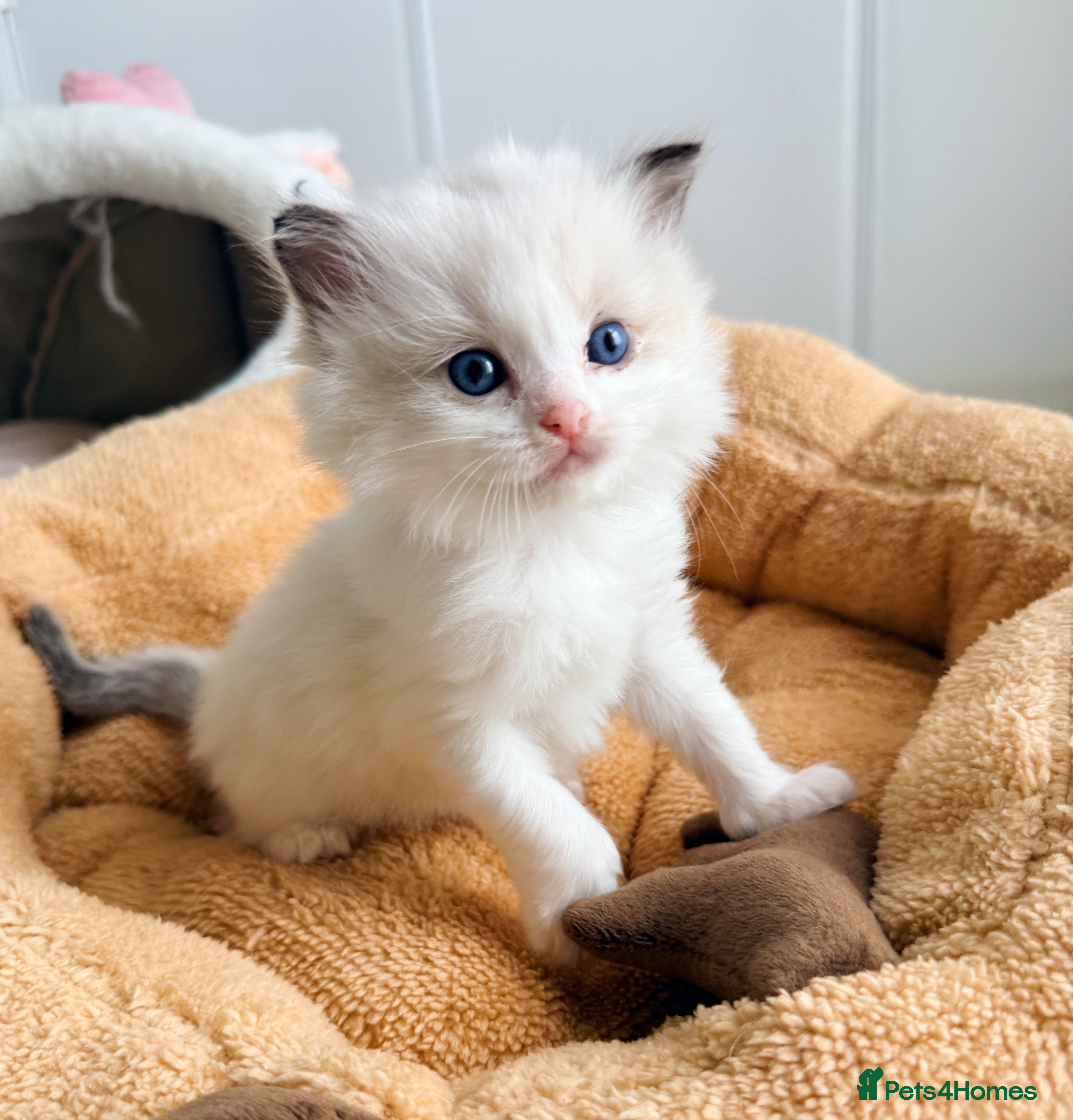 Ragdoll cats ✨ 4 Gorgeous Ragdoll Kittens ✨ - Advert 12