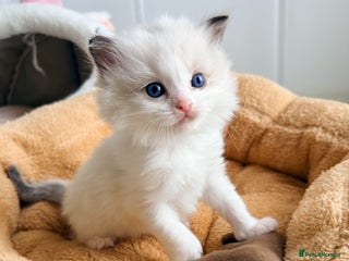 Ragdoll cats ✨ 4 Gorgeous Ragdoll Kittens ✨ - Advert 1