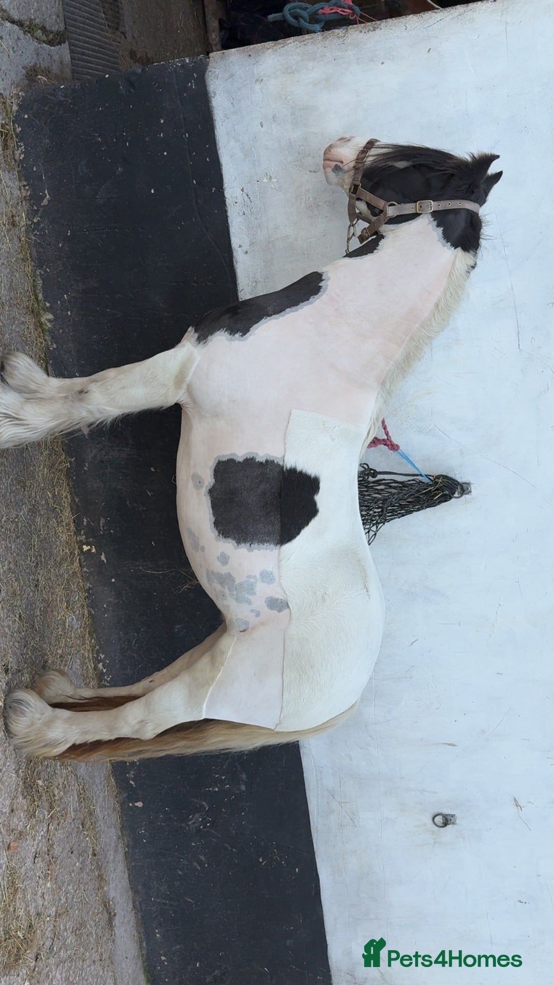 Tinker horses for sale: Family pony for sale  - Advert 7