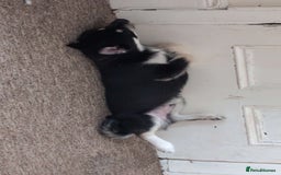 Pomsky dogs for sale: Gorgeous Male Pomsky aged 6 months ❤️ - Image 6