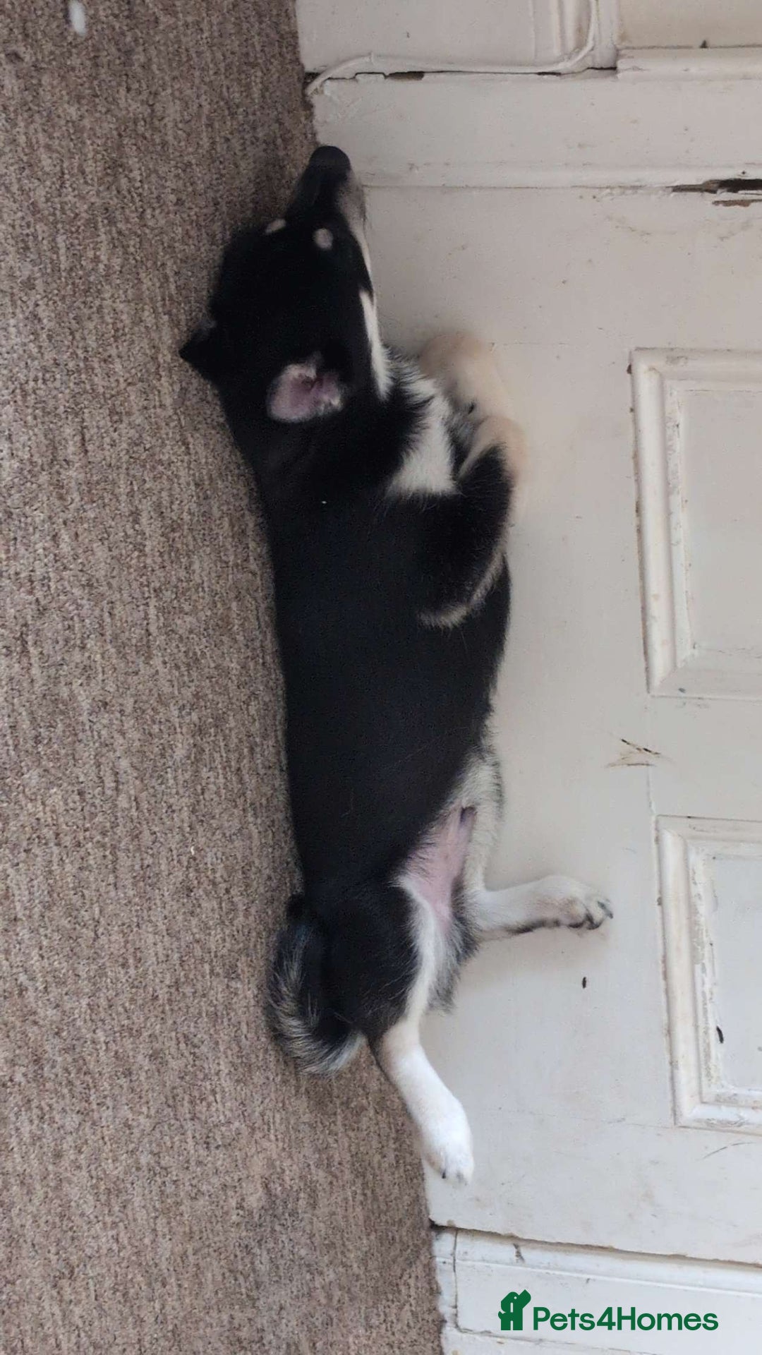 Pomsky dogs for sale: Gorgeous Male Pomsky aged 6 months ❤️ - Image 6