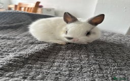 Netherland Dwarf rabbits for sale: Gorgeous Netherlands dwarf baby bunnies - Image 9