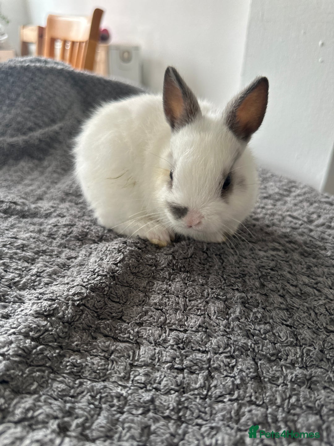 Netherland Dwarf rabbits for sale: Gorgeous Netherlands dwarf baby bunnies - Image 9