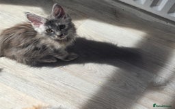 Maine Coon cats for sale: TICA REGISTERED STUNNING MAINE COON KITTENS  in Blackpool - Image 5