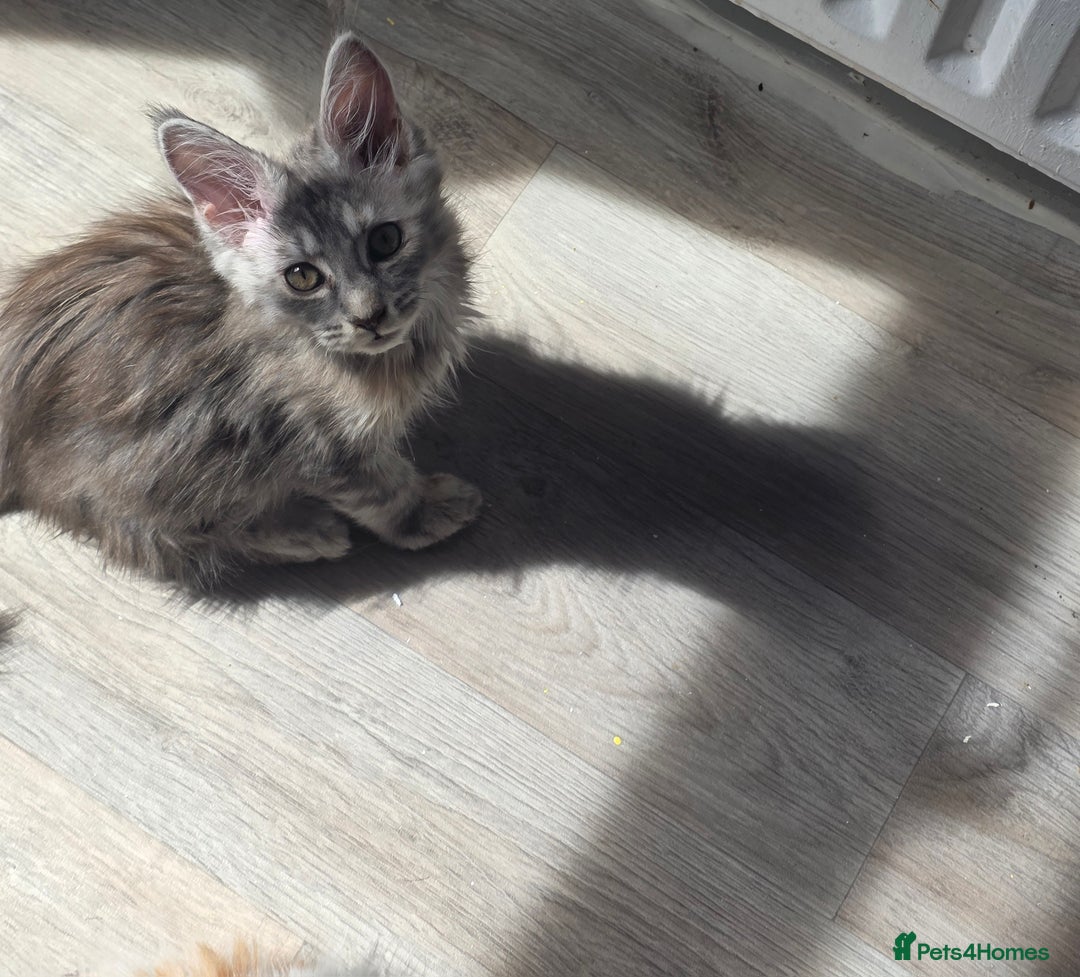 Maine Coon cats for sale: TICA REGISTERED STUNNING MAINE COON KITTENS  in Blackpool - Image 5