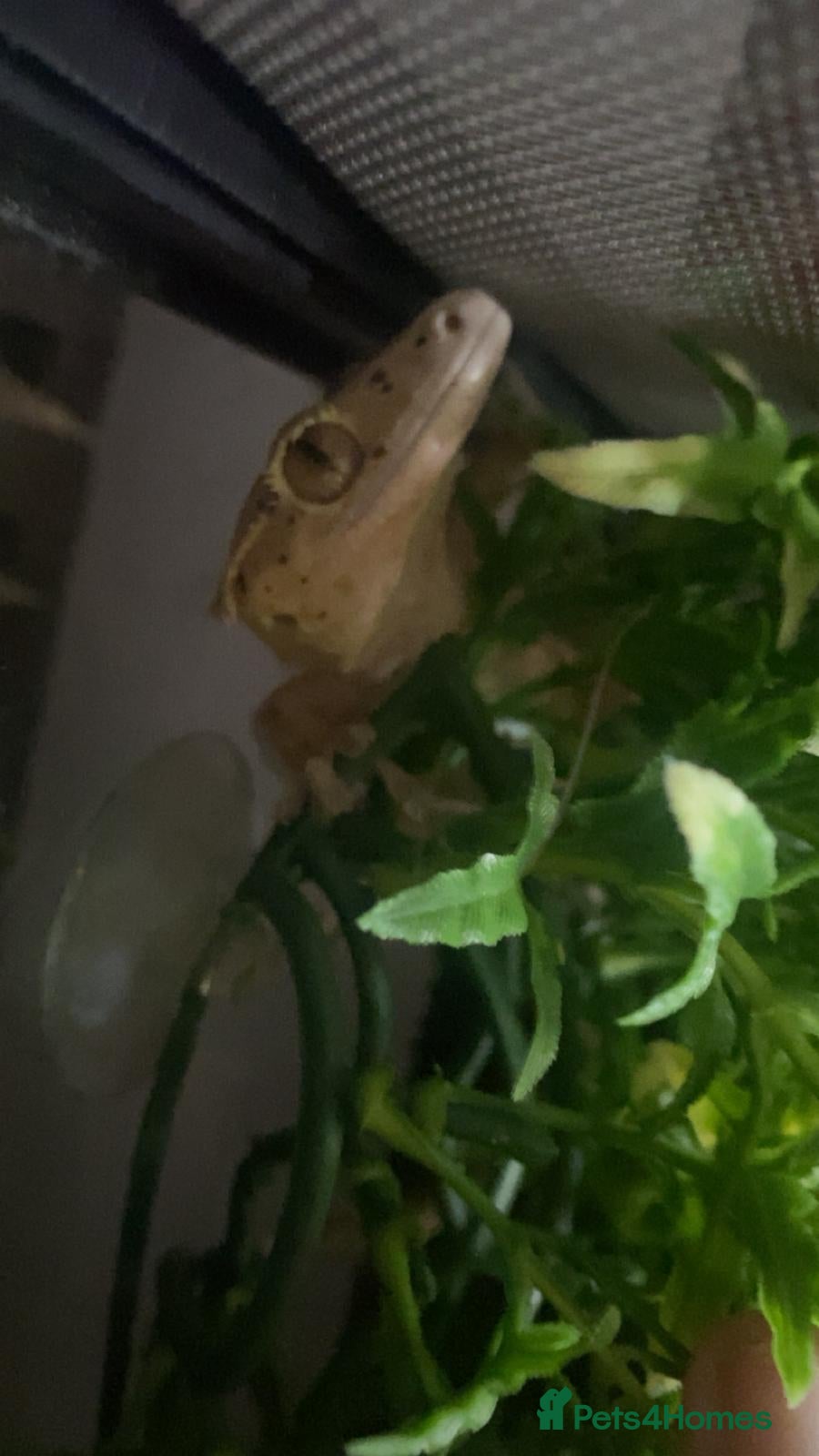 Gecko reptiles Female Dalmatian crested gecko with exo terra - Advert 1