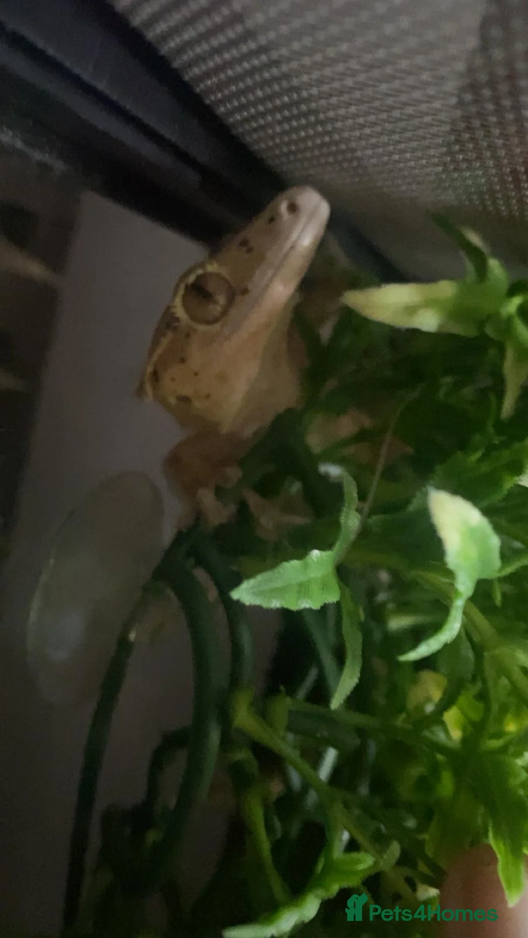Gecko reptiles for sale: Female Dalmatian crested gecko with exo terra in Bolton - Advert 1
