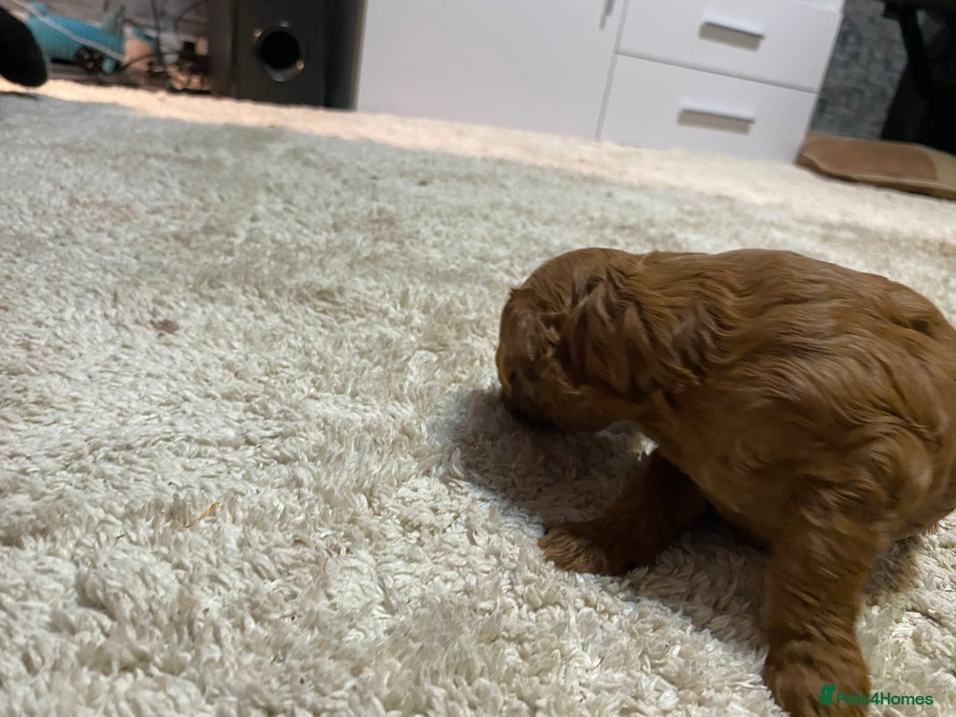 Cockapoo dogs for sale: 🐾 FLUFFY COCKAPOO PUPPIES  - Advert 3