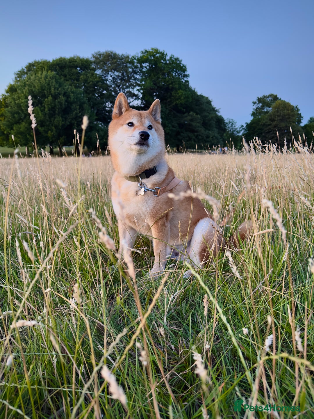 Japanese Shiba Inu dogs for sale: I’m looking for a new home  - Image 2