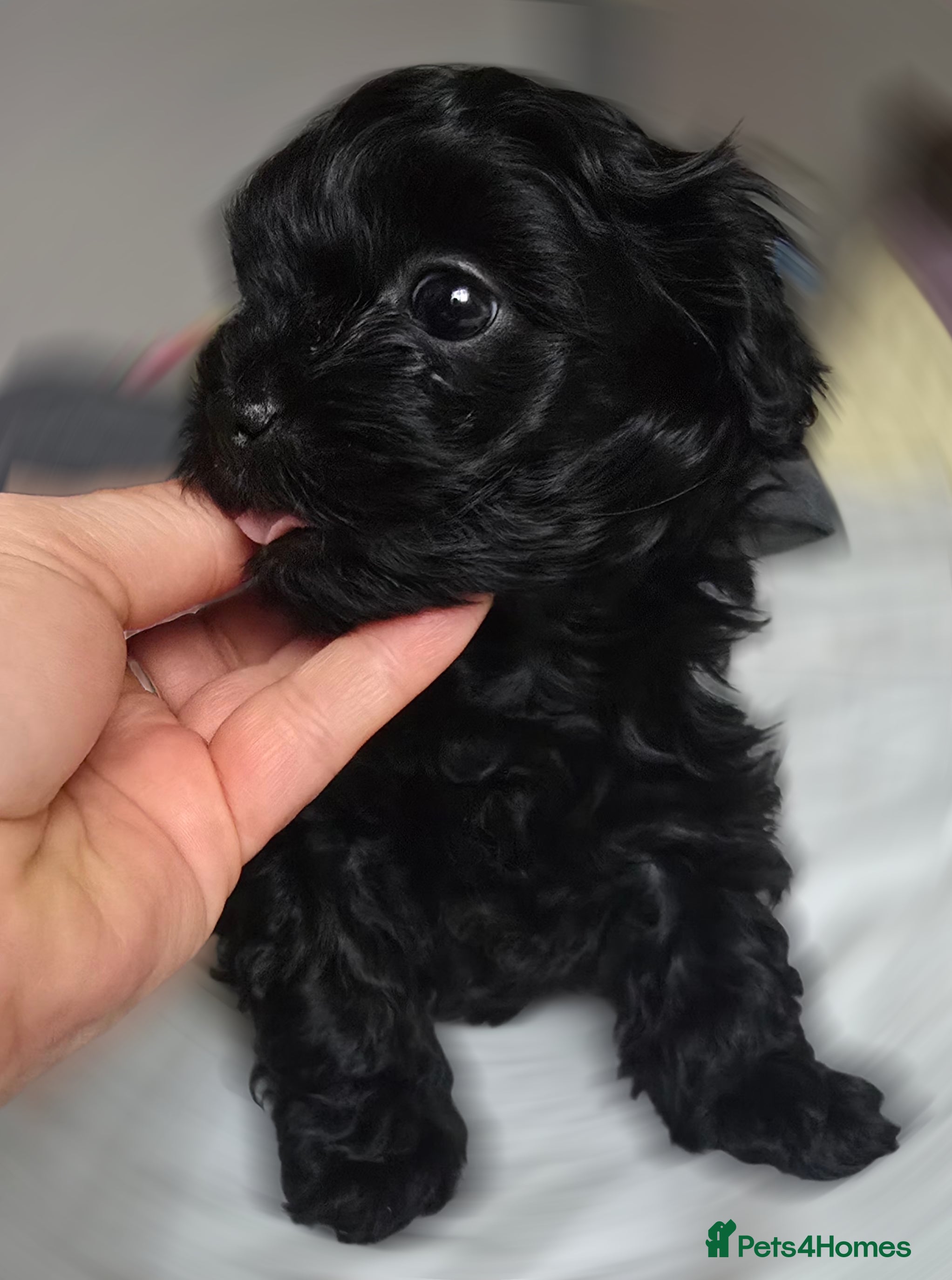 Havanese dogs Russkaya Tsvetnaya Bolonka- Rare,Devoted, Adorable - Advert 1