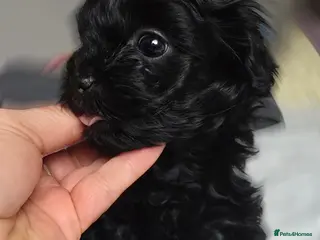 Havanese dogs Russkaya Tsvetnaya Bolonka- Rare,Devoted, Adorable - Advert 3