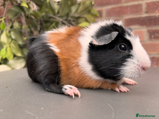 Guinea Pig rodents - Advert 10
