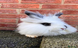 Angora rabbits for sale: Urgent 3 male rabbits for adoption  - Image 12