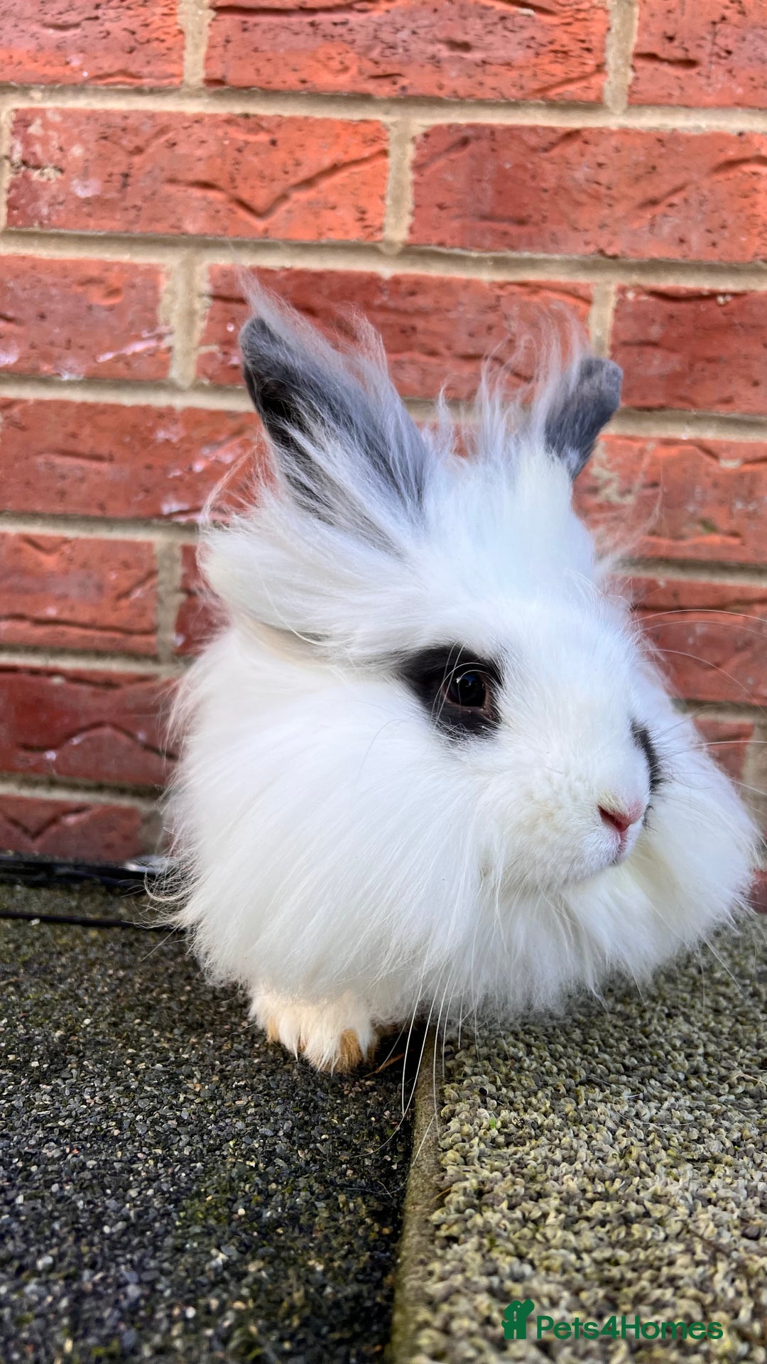 Angora rabbits for sale: Urgent 3 male rabbits for adoption  - Image 12