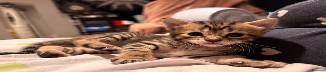 British Shorthair Kitten 2
