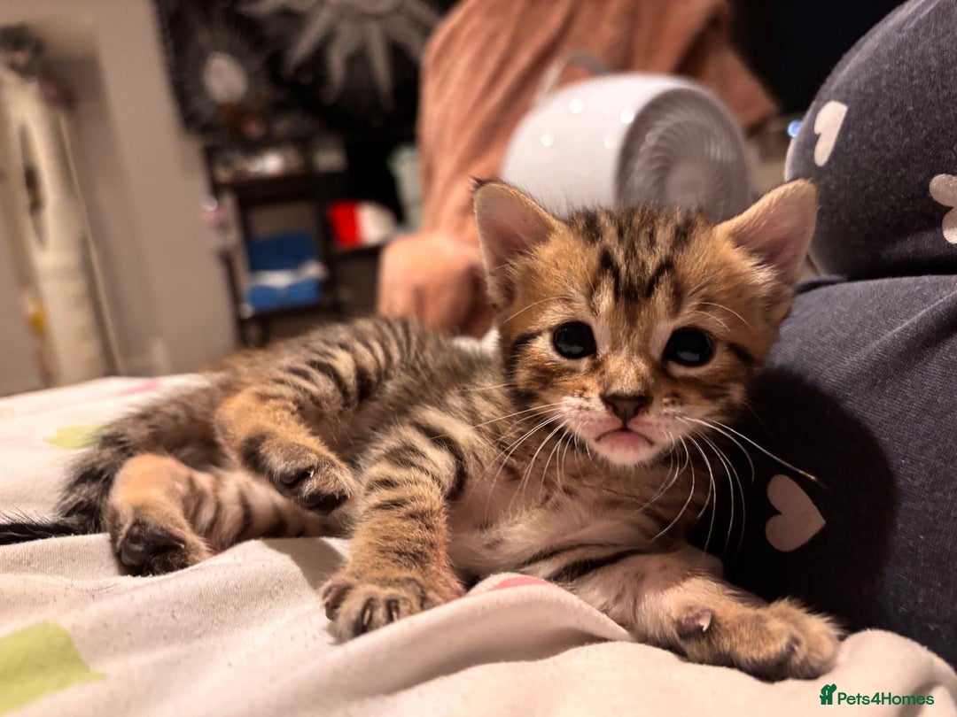 British Shorthair cats for sale: 3 Beautiful kittens looking for a new home  - Image 5