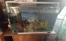 Axolotl reptiles for sale: Axolotl and tank  - Image 2