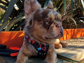 French Bulldog dogs in Bangor - Advert 10