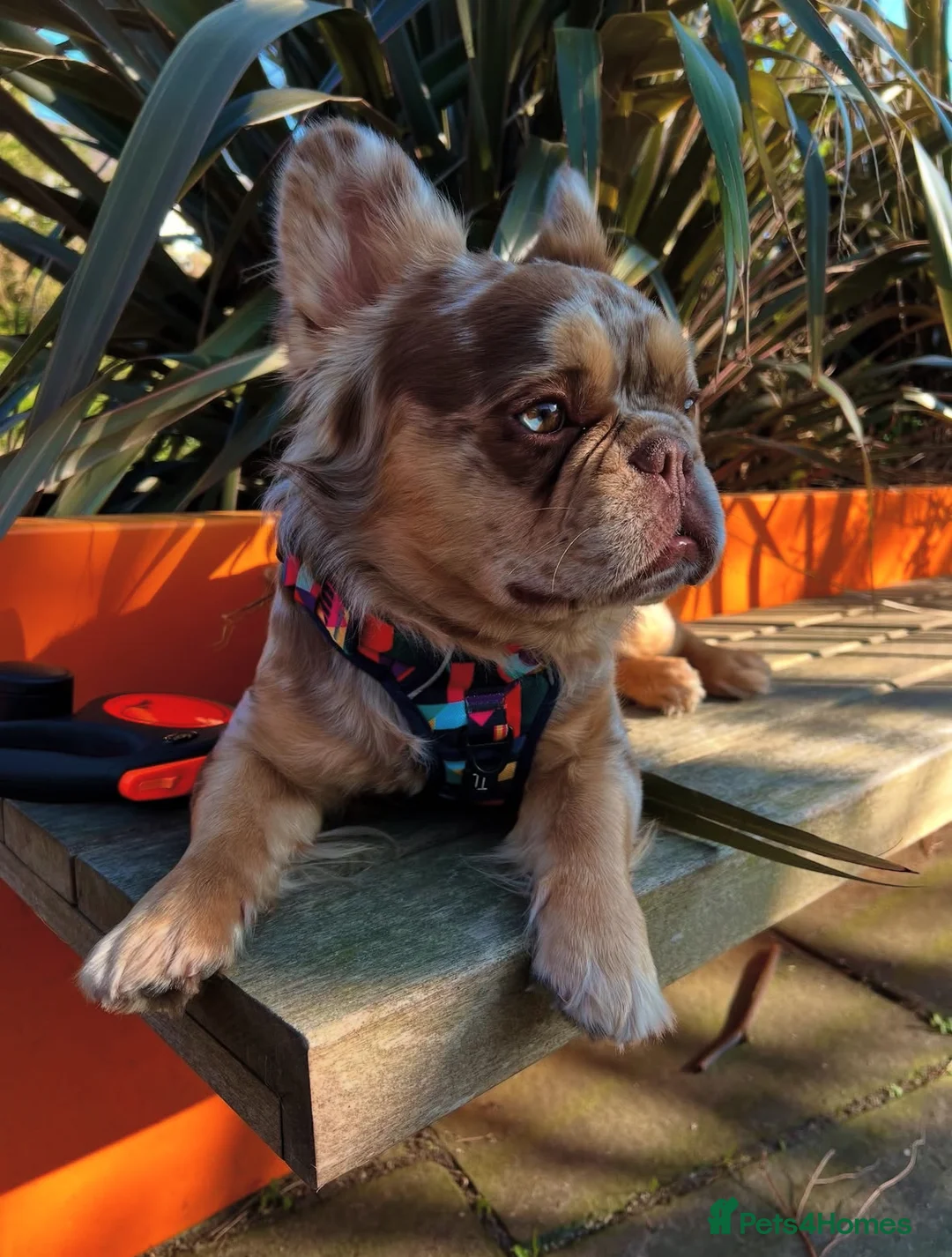 French Bulldog dogs for stud: Visual Fluffy New Shade Rojo Tri Merle 🦁🍫🎨  in Bangor - Advert 2