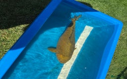 Koi Carp fish for sale: Various koi carp for sale  - Image 39