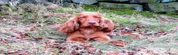 Sprocker dogs for sale: Stunning Sprocker Spaniel puppies  in Mansfield - Advert 7