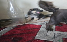 German Shepherd dogs for sale: Ready this Thur 17 July KCReg GSD 1 boy left £1300 in Kingussie - Image 14