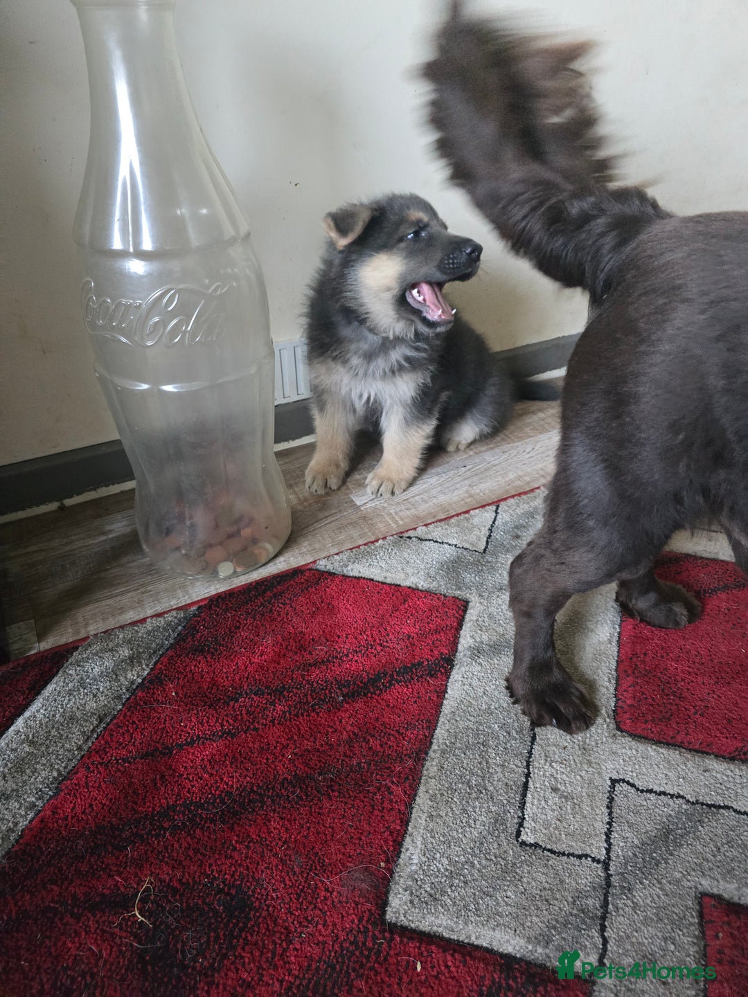 German Shepherd dogs for sale: Ready this Thur 17 July KCReg GSD 1 boy left £1300 in Kingussie - Image 14