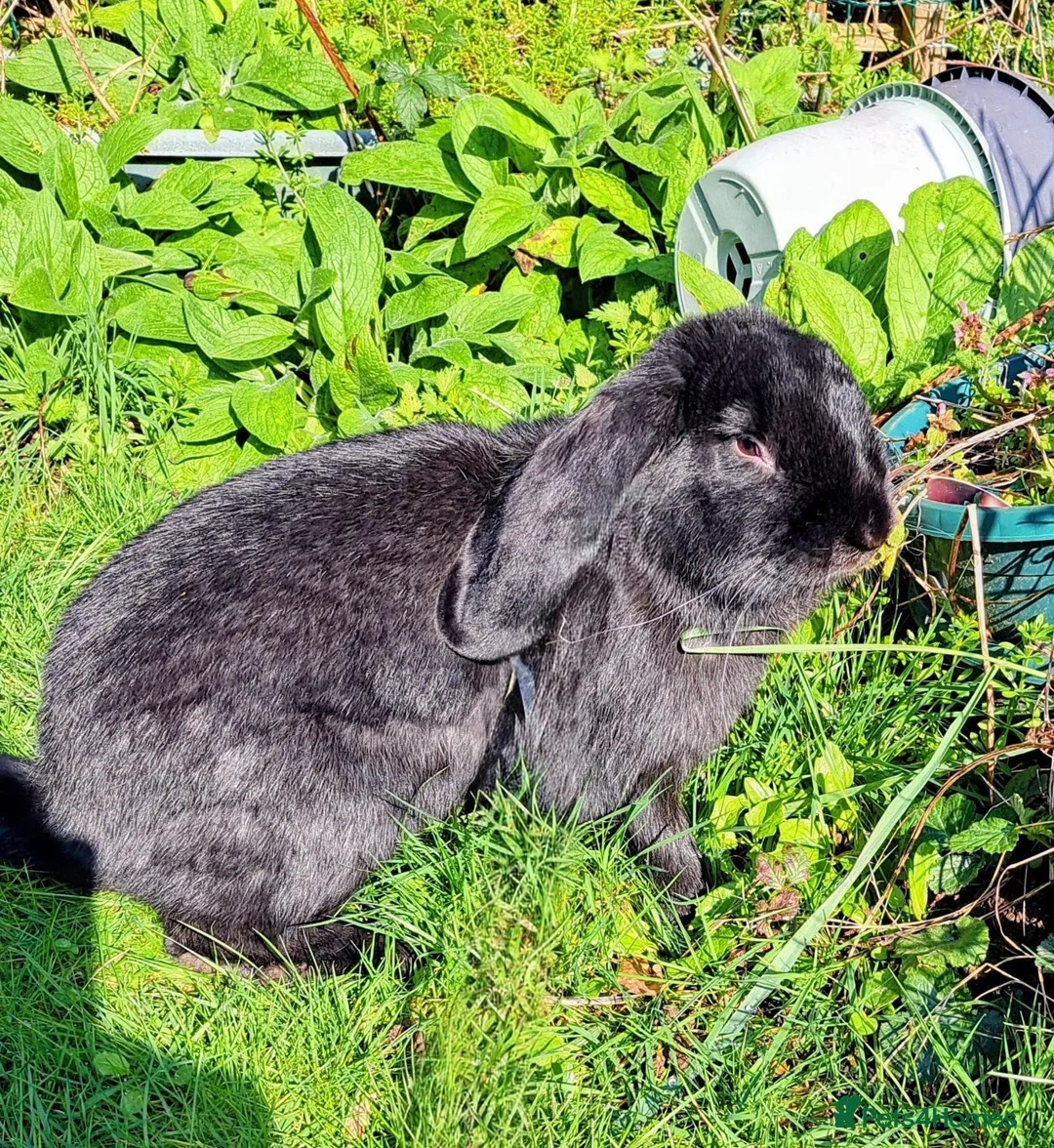 French Lop rabbits for sale: Very pretty French Lop Neutered male - Advert 4