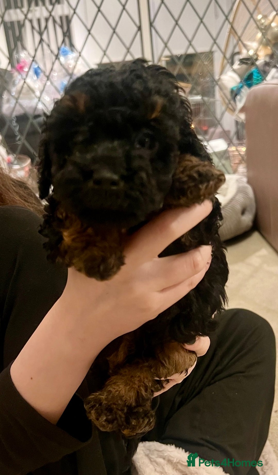 Toy Poodle dogs for sale: One Kc phantom toy poodle left- ready now!  - Advert 17