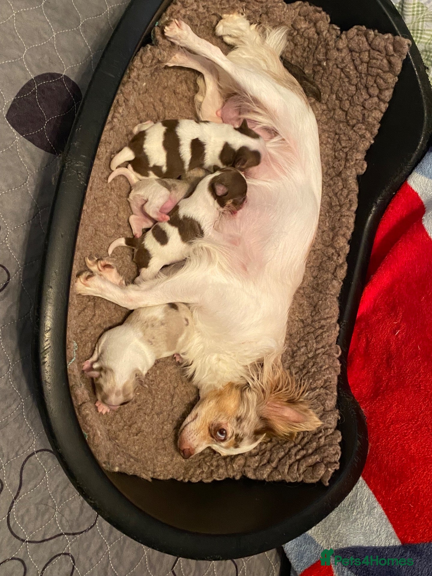 Chihuahua dogs Beautiful long coat chihuahua puppies - Advert 1